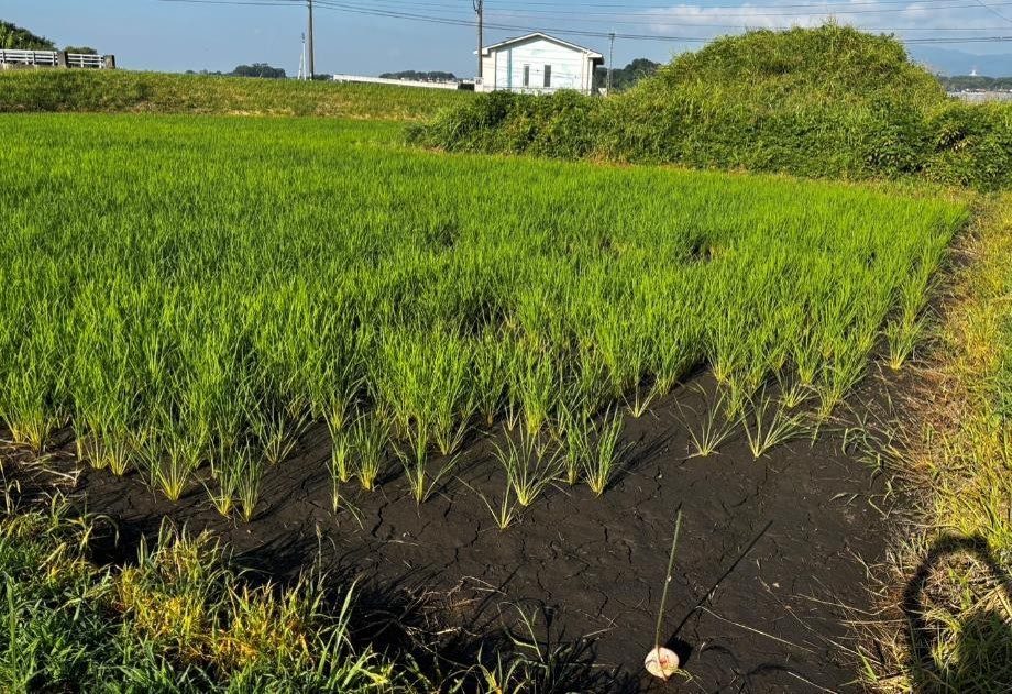 2025年 対策を実施した圃場（福岡県）